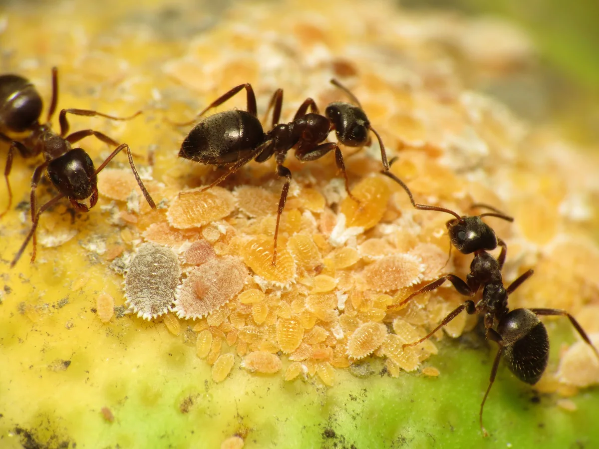 Black garden ants tending mealybugs