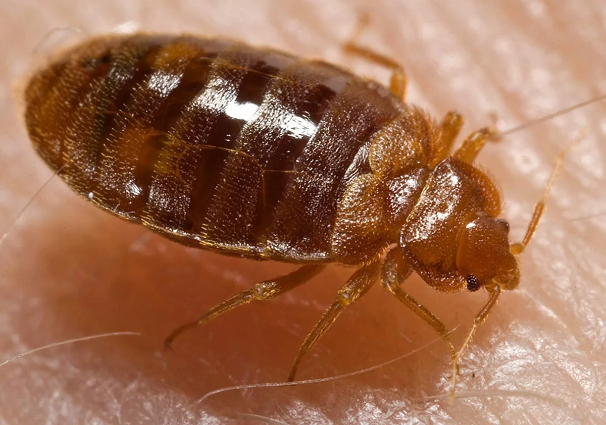 Close-up photograph of a bed bug