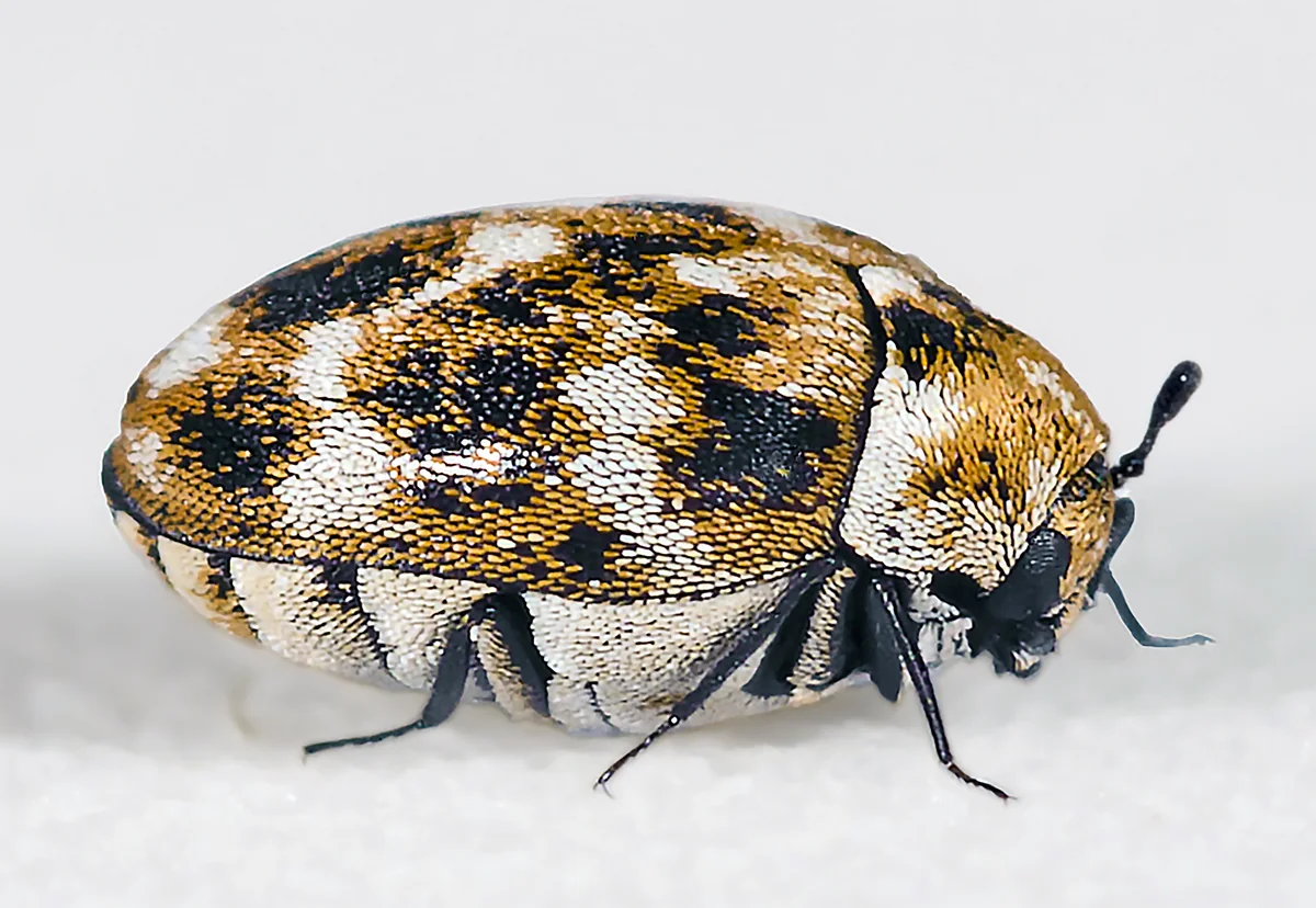 Varied carpet beetle photographed in close-up