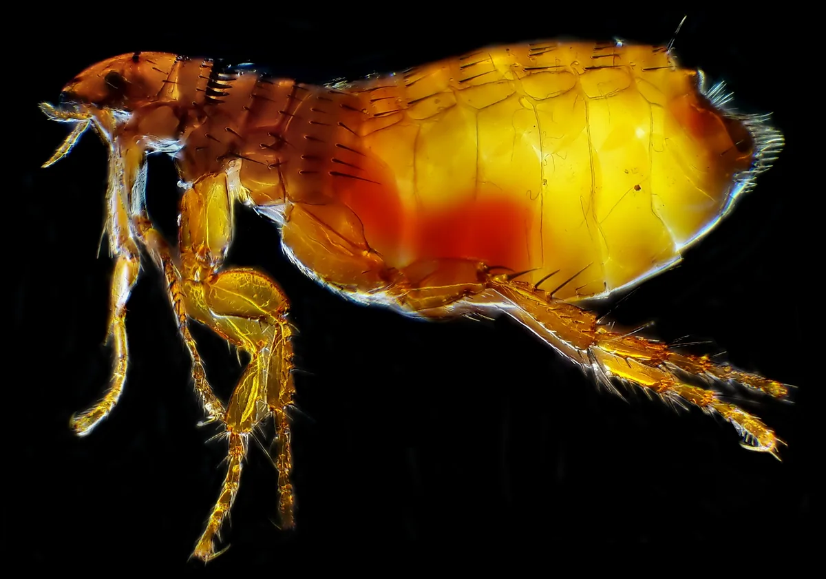 Close-up photograph of a cat flea