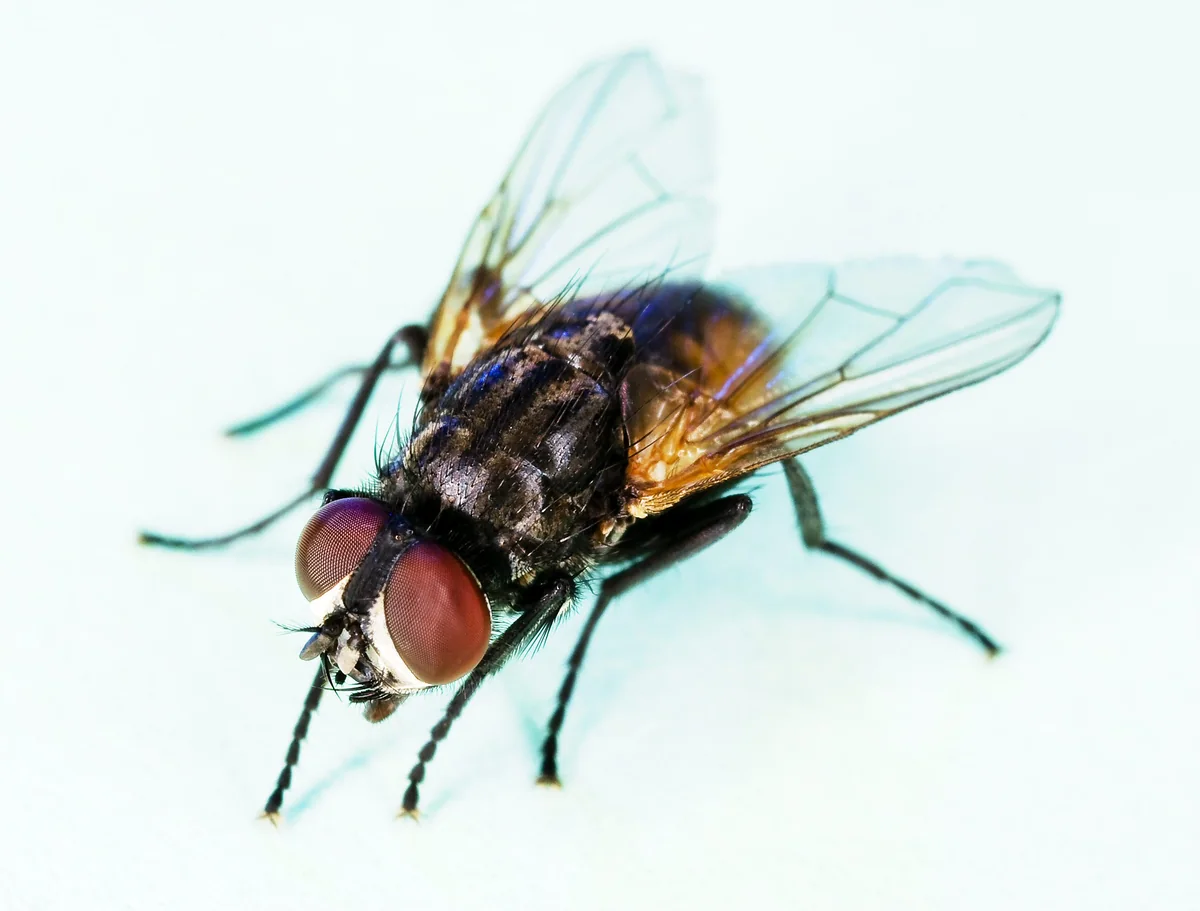 Close-up photograph of a common house fly