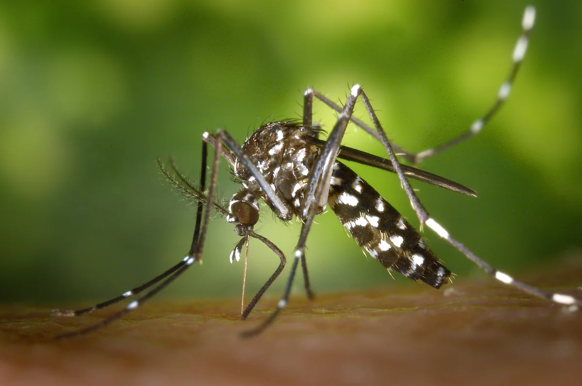 Asian tiger mosquito resting on a plant