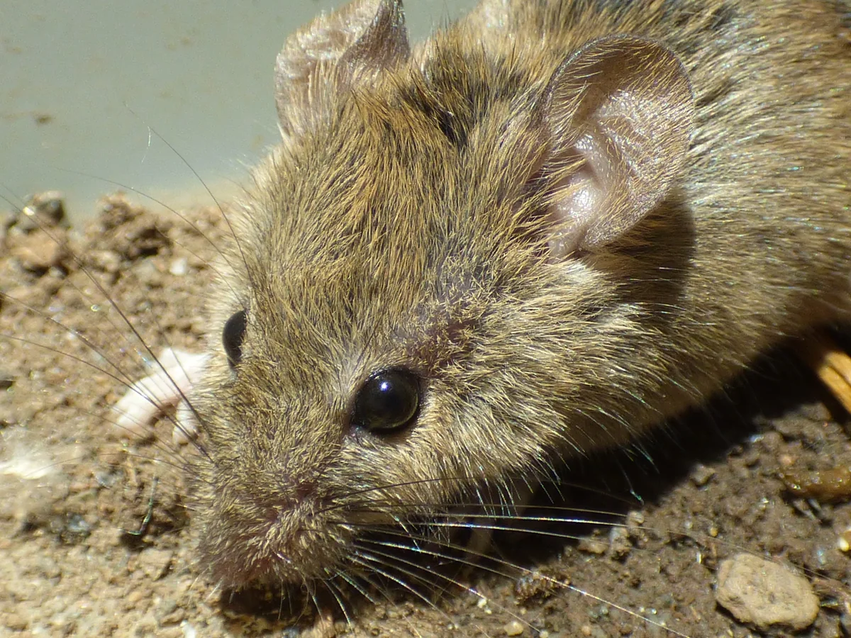 House mouse beside its hiding place