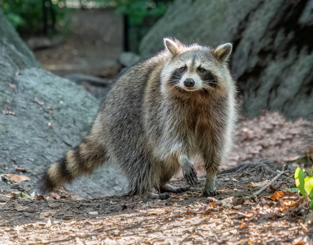 Raccoon photographed in the Central Park Ramble in Manhattan
