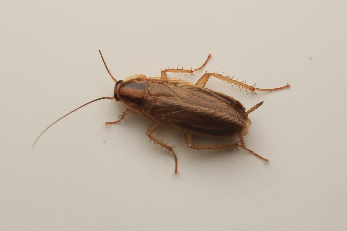 German cockroach photographed from above