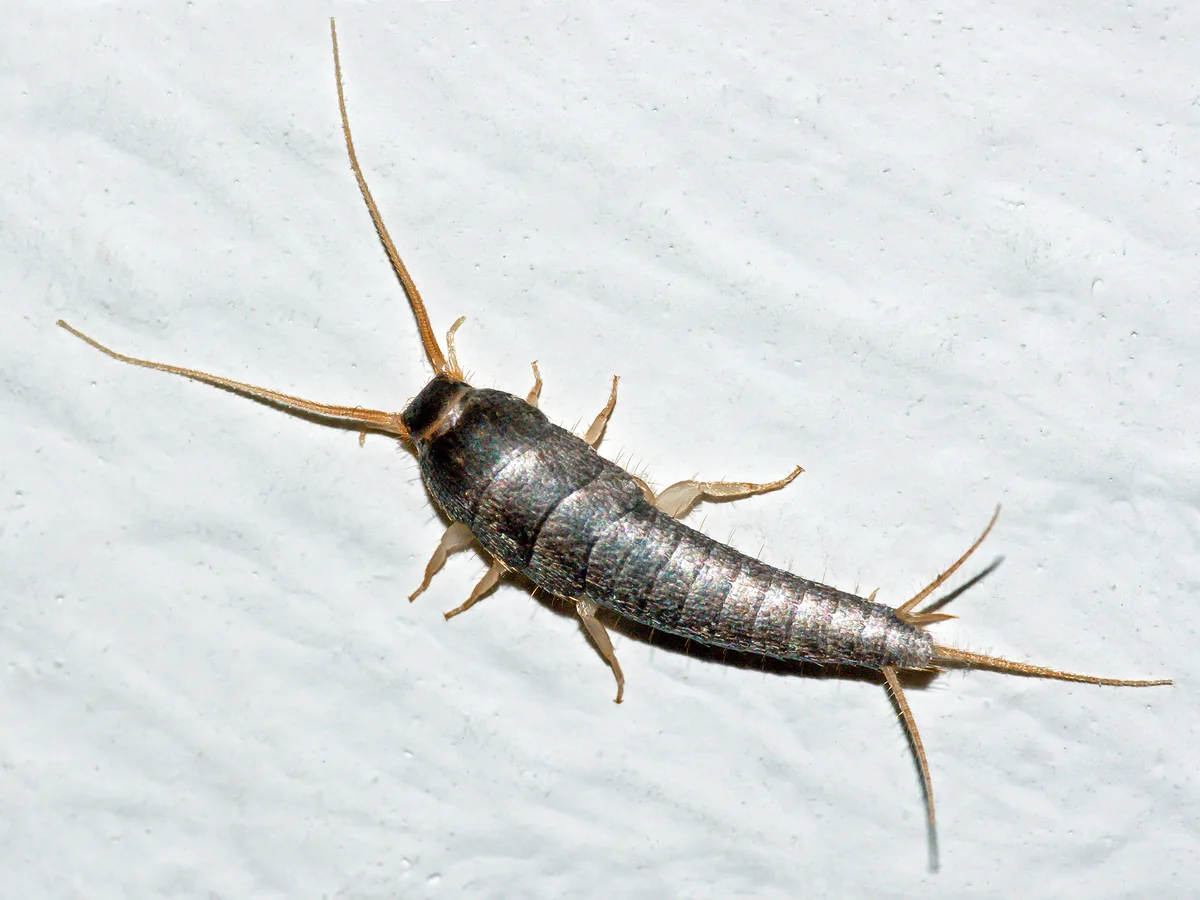 Silverfish photographed on an indoor wall