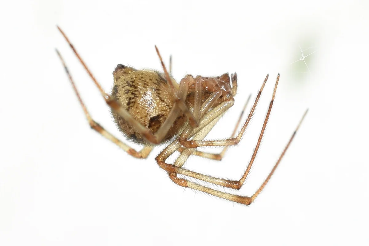Common house spider photographed in close-up