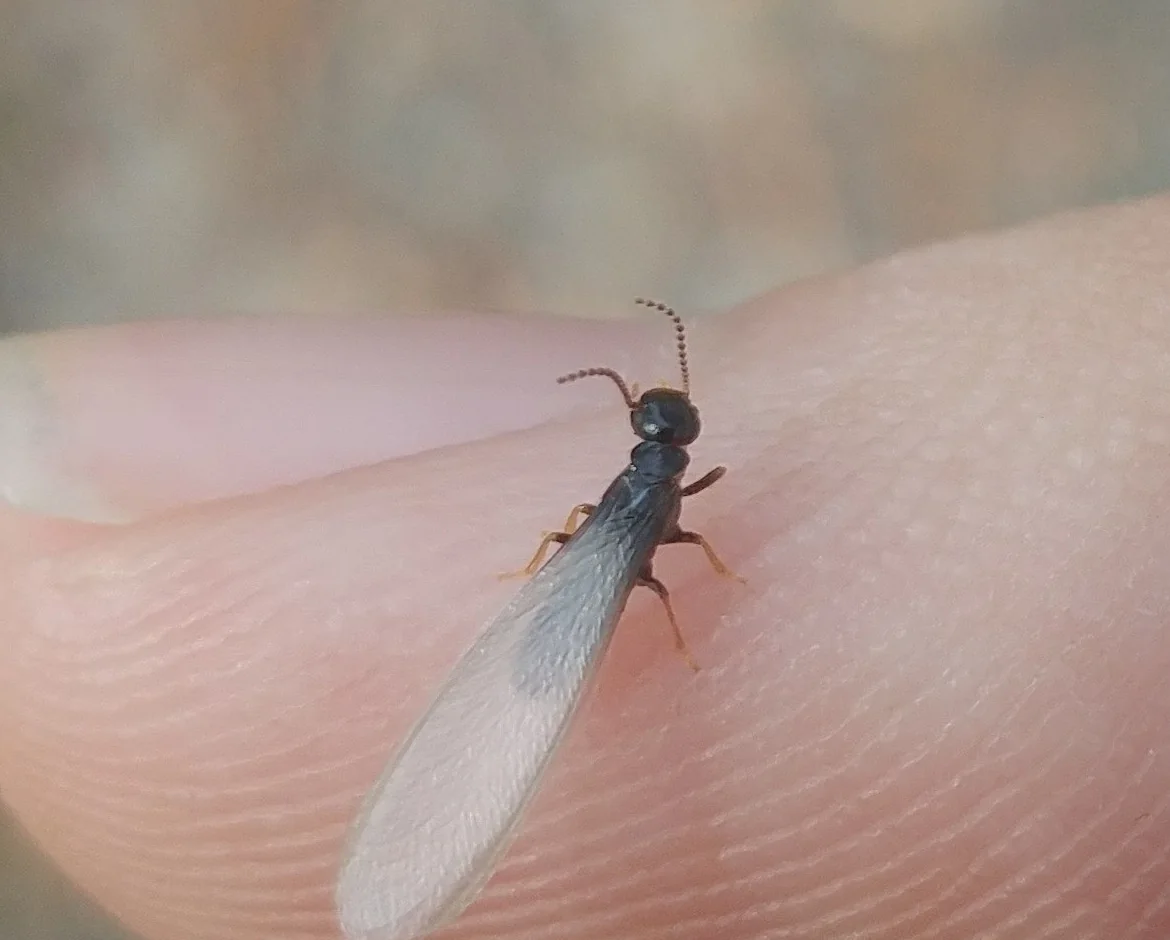 Winged eastern subterranean termite on a fingertip