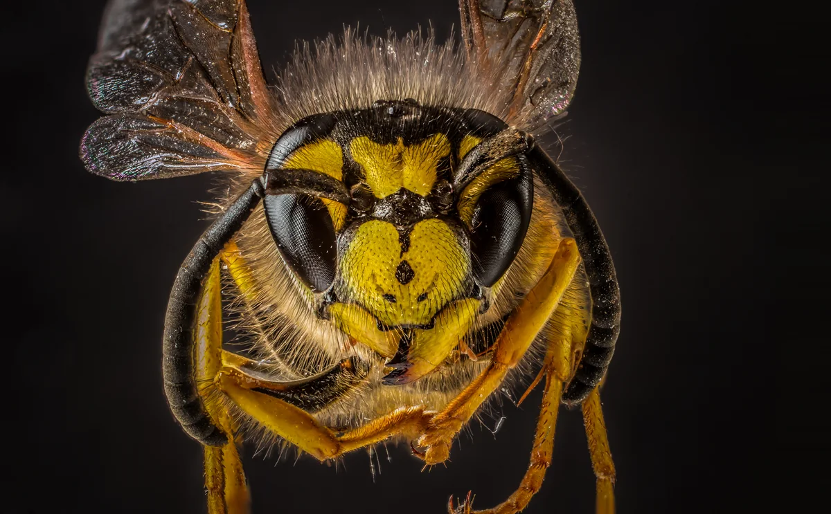 Close-up photograph of a German yellowjacket wasp